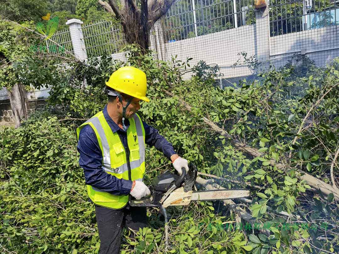 園林綠化公司修剪工人鋸掉榕樹的樹枝